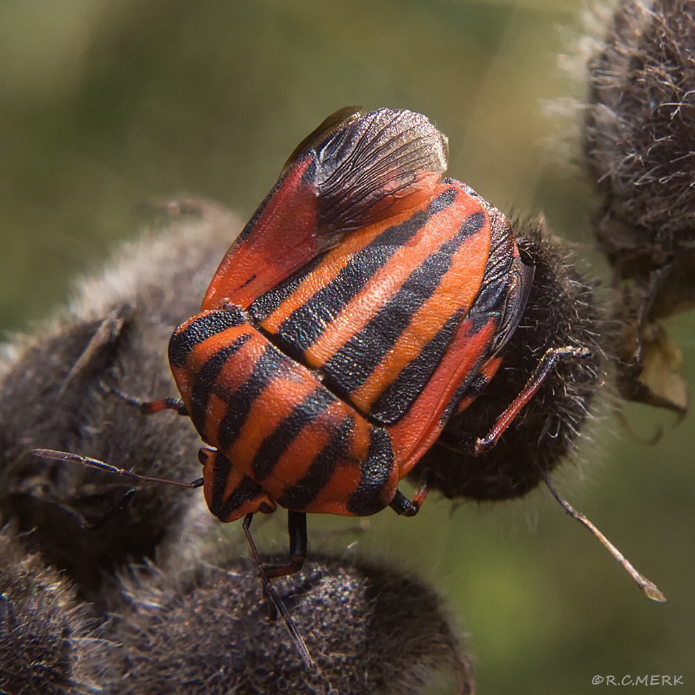 WANZE STREIFENWANZE 3 1000px Rainer Clemens Merk Wien macro photography r-c-merk.jpg